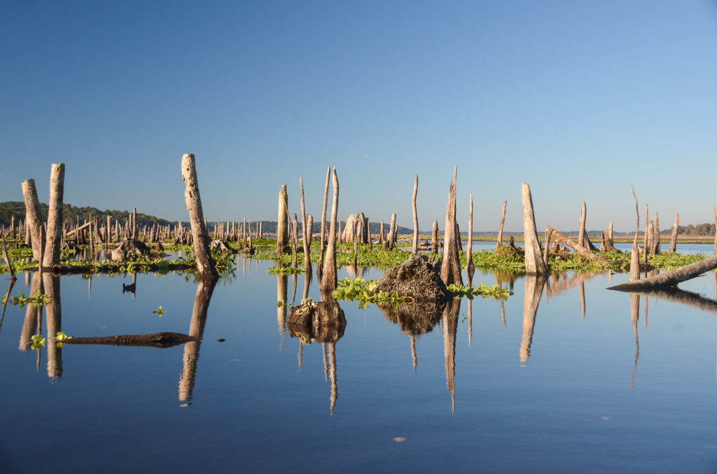 Ocklawaha Dead Cypress