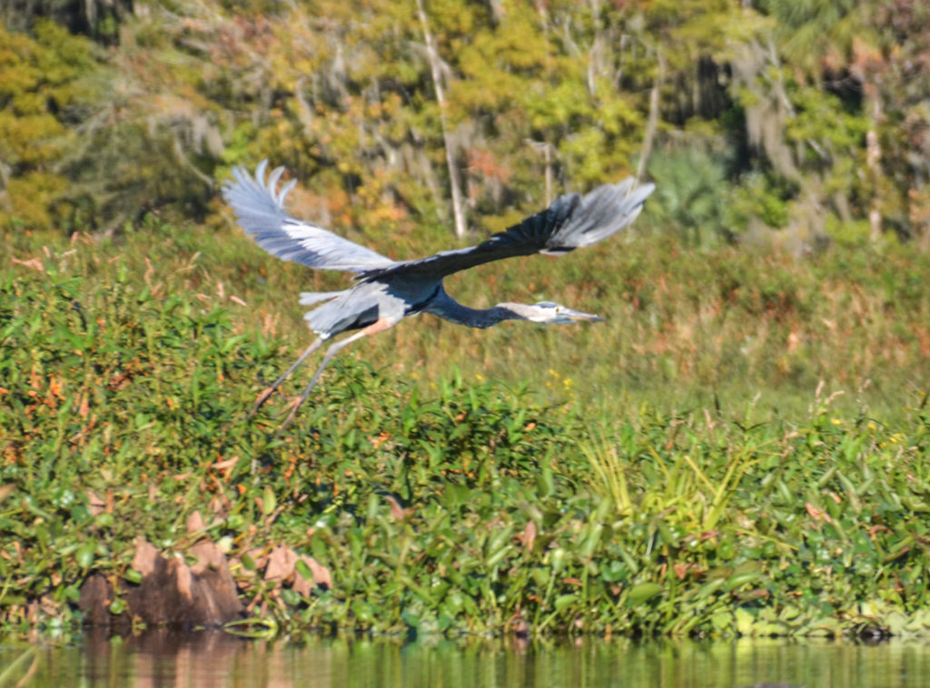 Ocklawaha Heron