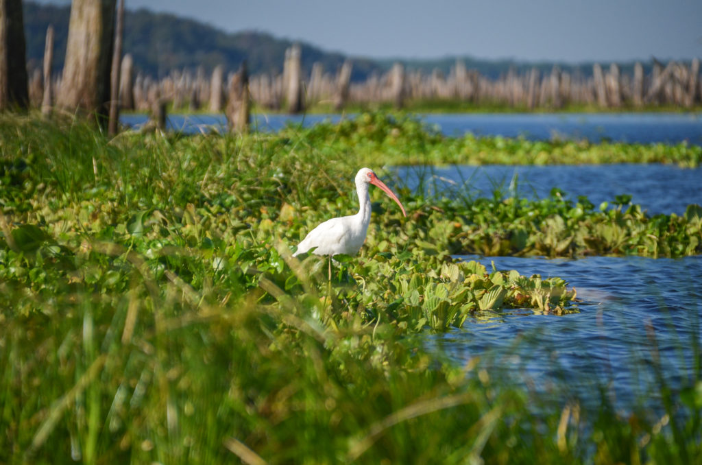 Ocklawaha Ibis