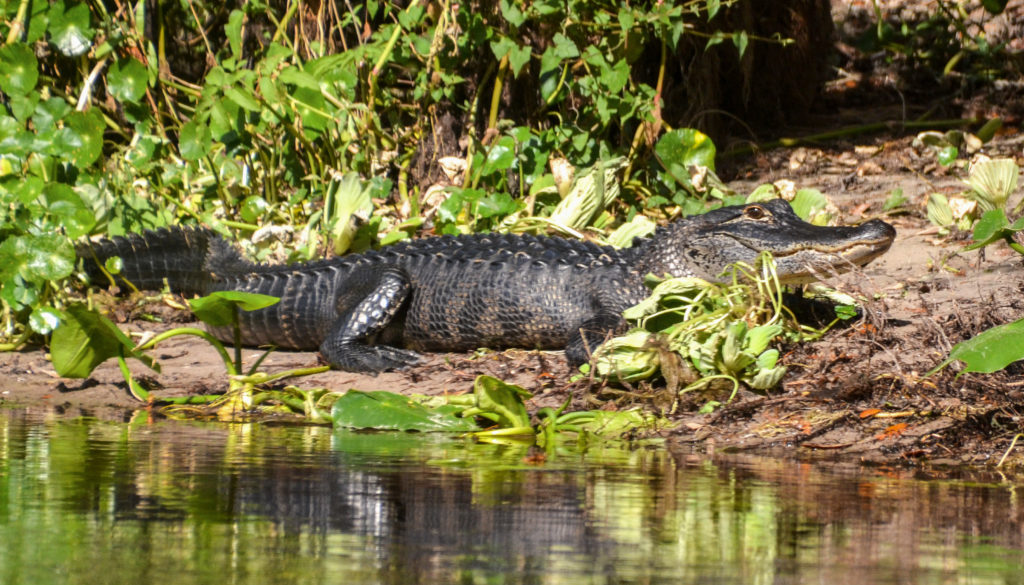 Ocklawaha River Gator