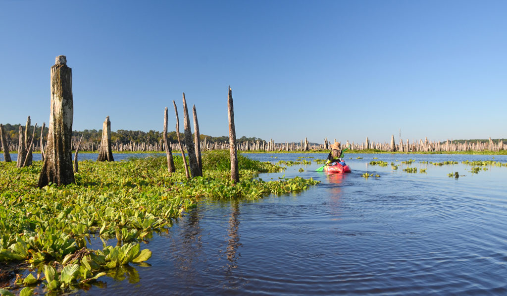 Paddling the Original Ocklawaha Channel