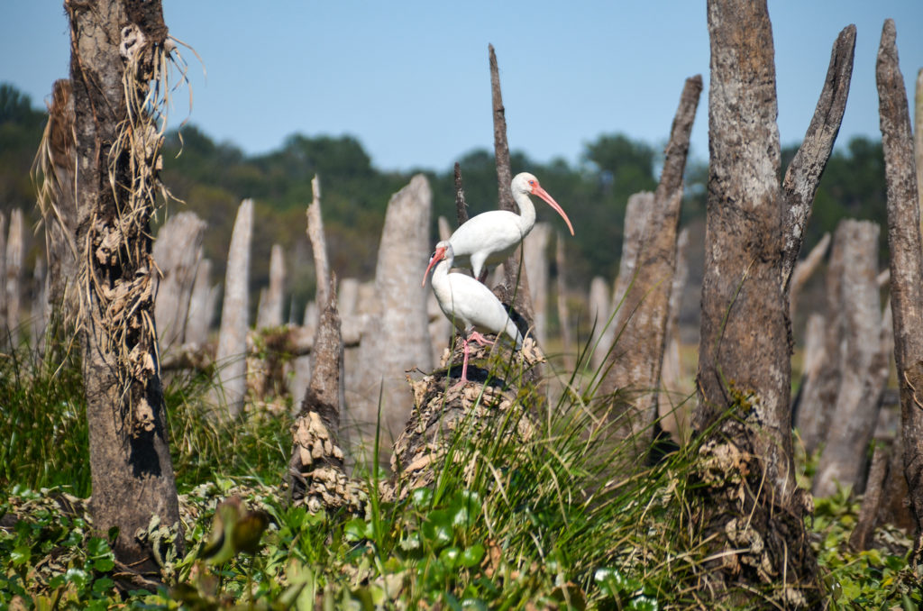 Ocklawaha Ibis