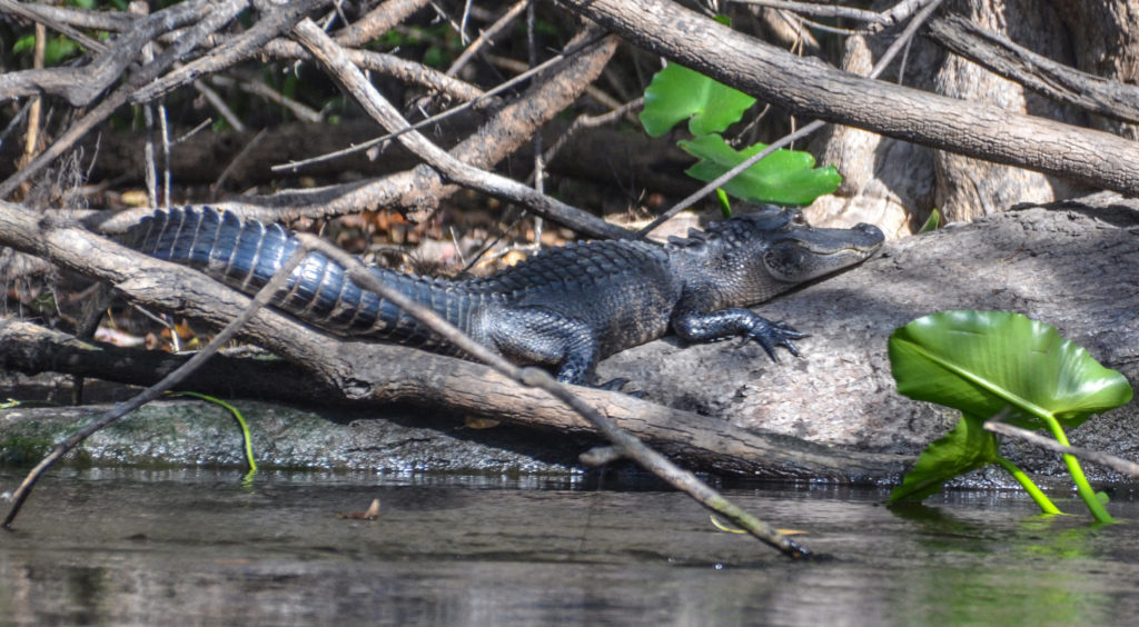 Resting Ocklawaha Alligator