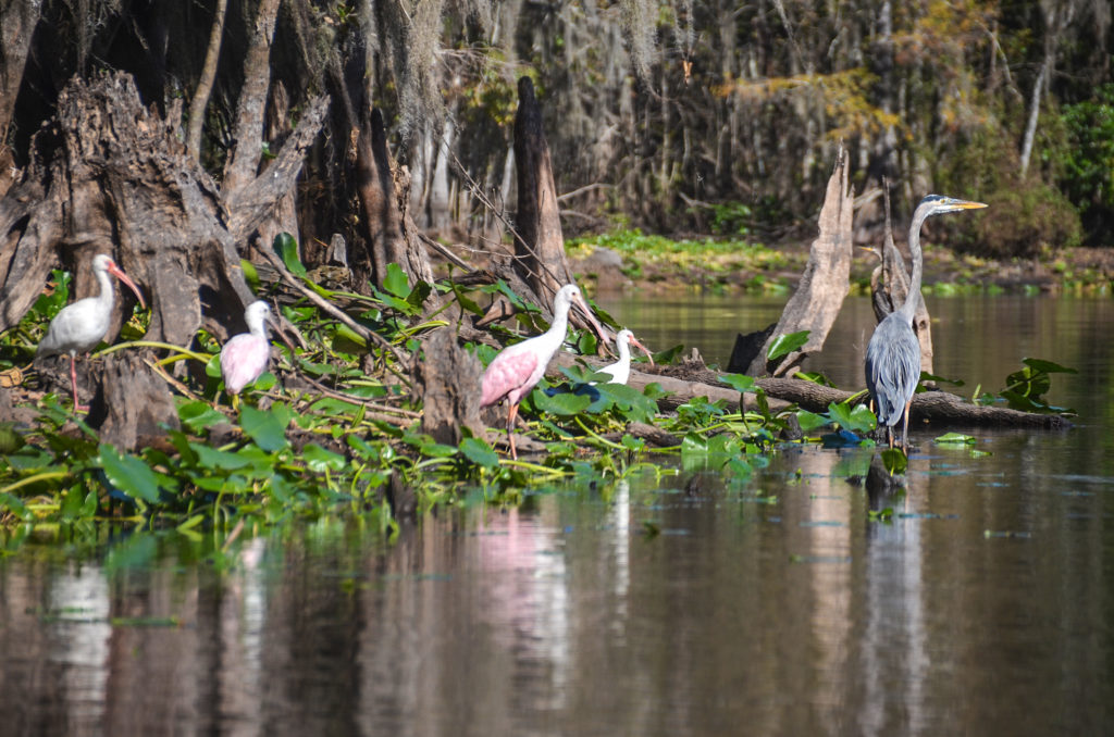 Roseastte Spoonbill, Ibis, Blue Heron