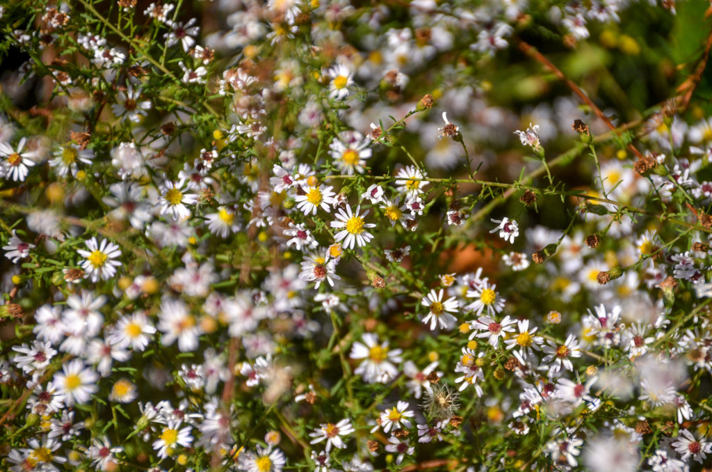 Small White American Aster - Symphyotrichum racemosum