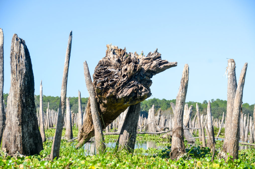 Snagged Cypress Tree