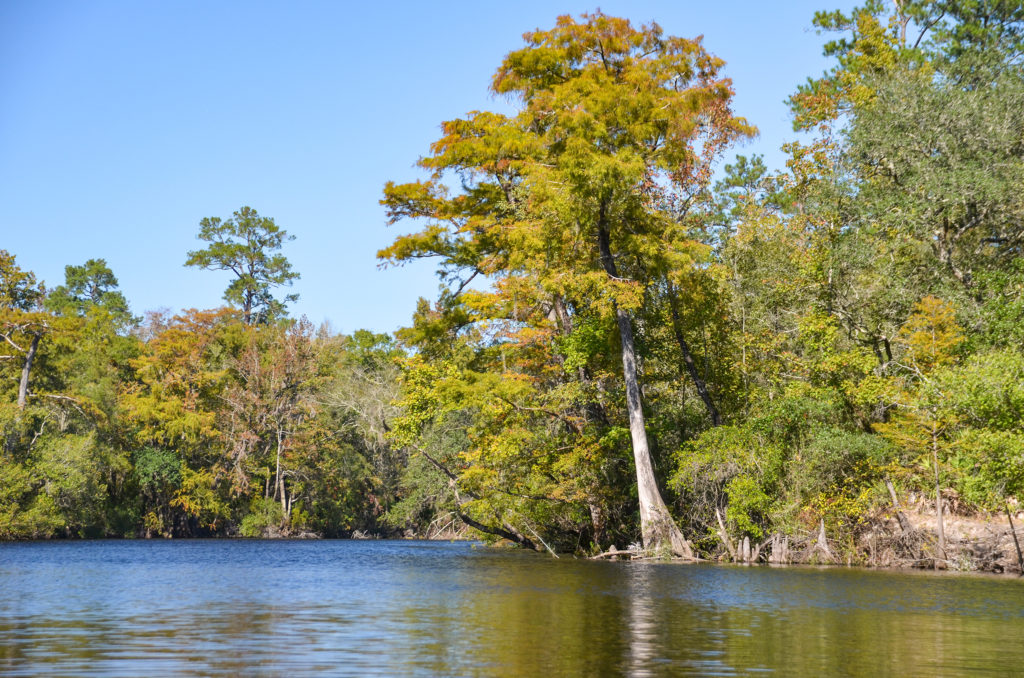 St Mary's Cypress