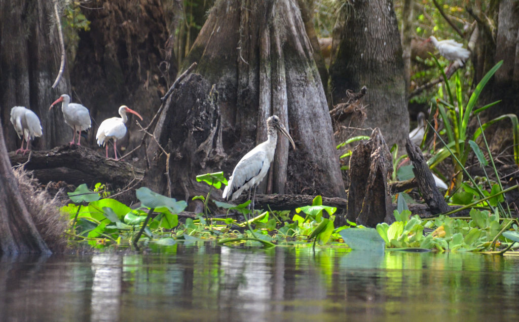 Storks, Ibis - Ocklawaha