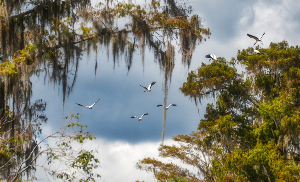 Storks over the Ocklawaha River