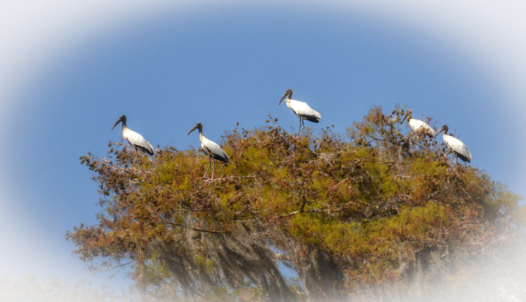 Storks perched over the Ocklawaha River