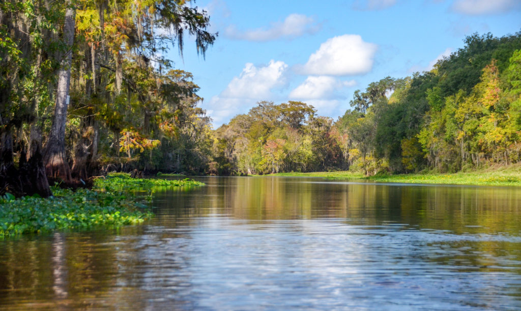 The Ocklawaha River  Florida Paddle Notes