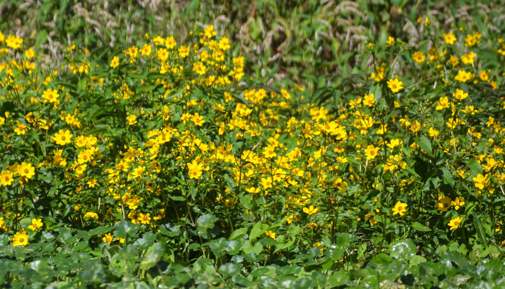 Tickseed Sunflower - Ocklawaha River