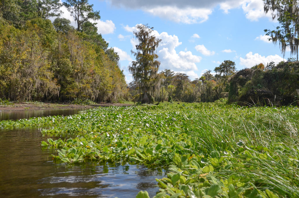 Tobacco Patch Spring Run - Ocklawaha River