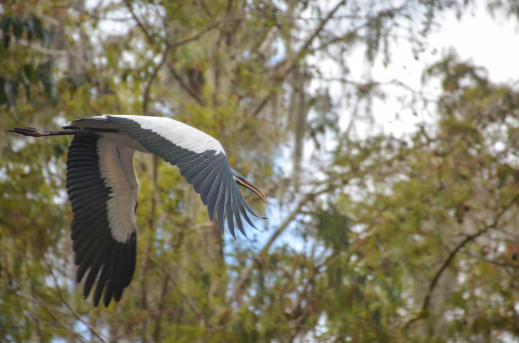 Wood Stork Flies Over Kayak