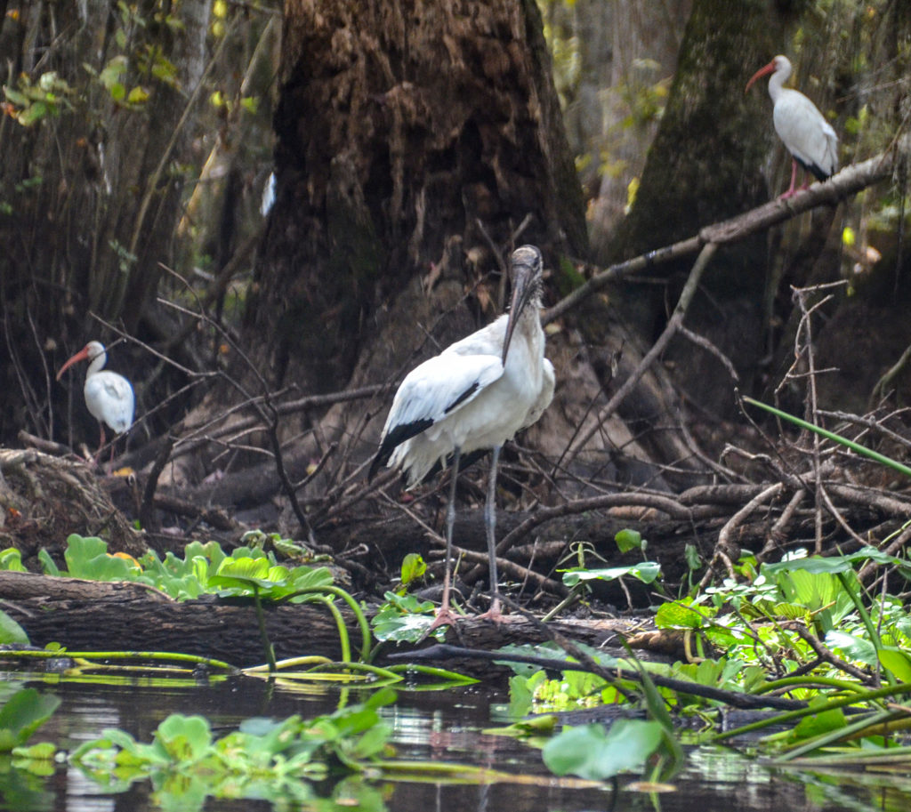 Wood Stork - Ocklawaha River