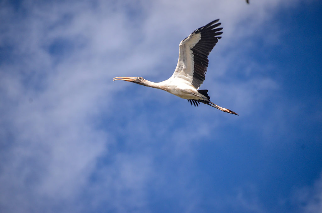 Wood Stork over the Ocklawaha River