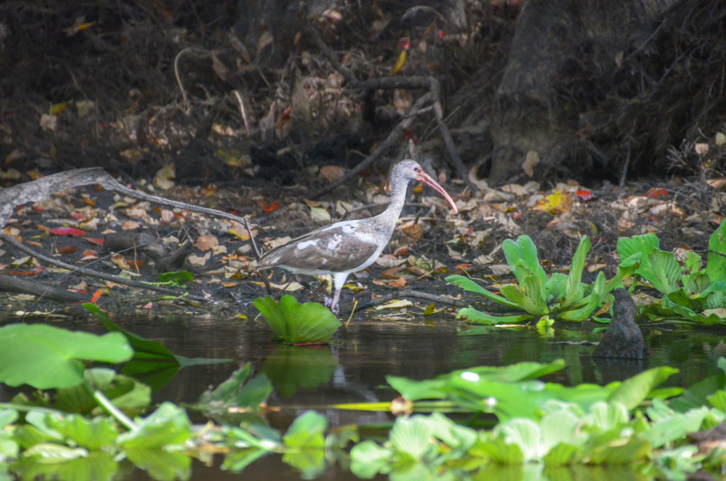 Young Limpkin