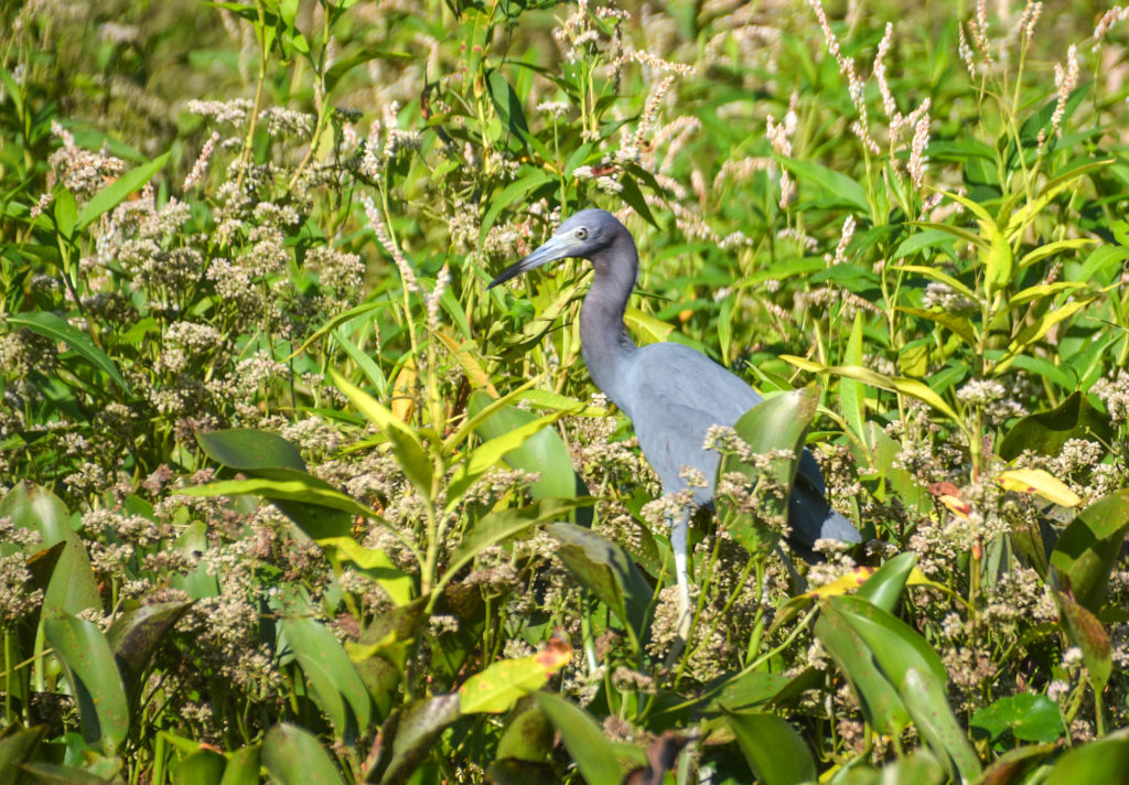Young Tri-colored Heron - Ocklawaha River