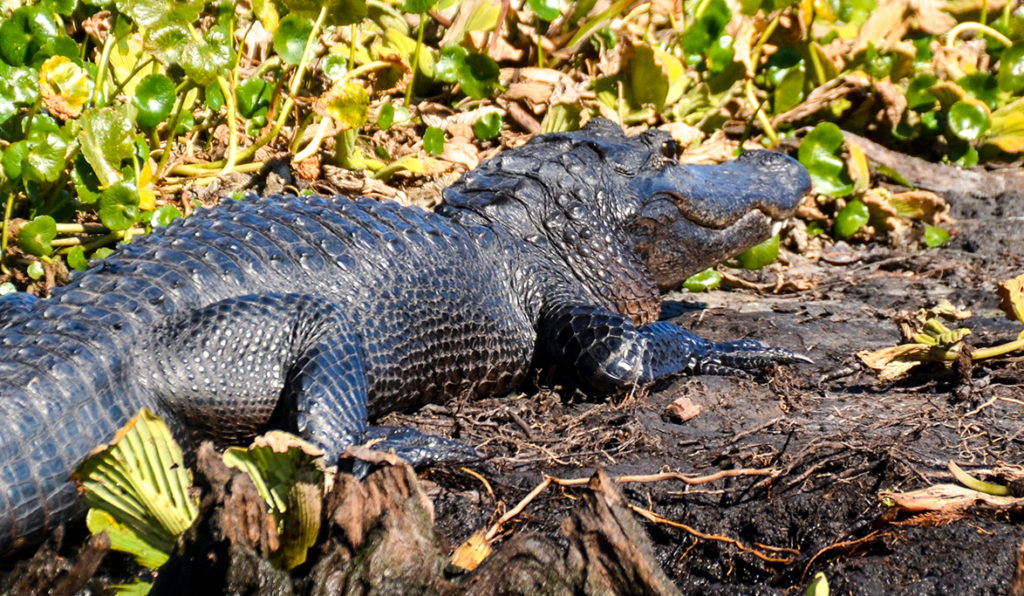 A young Gator - Ocklawaha Drawdown