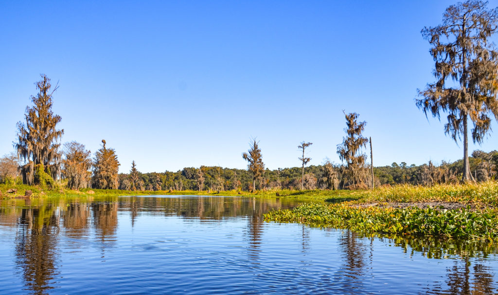 Along the Ocklawaha River