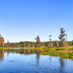 Along the Ocklawaha River