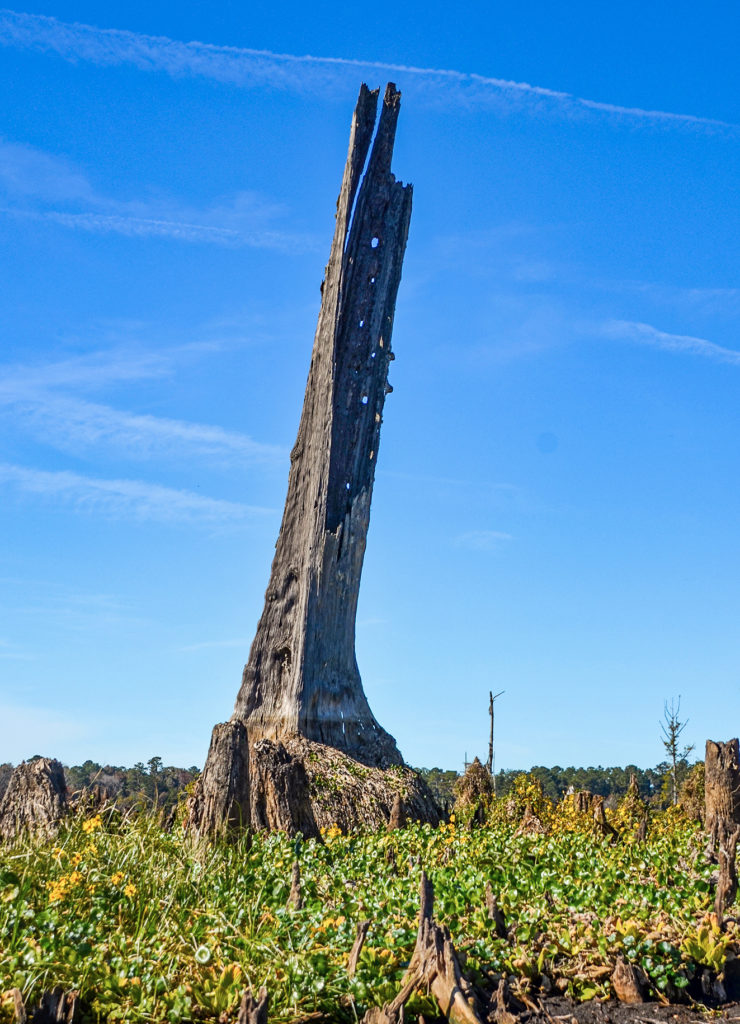 Bald Cypress Monument