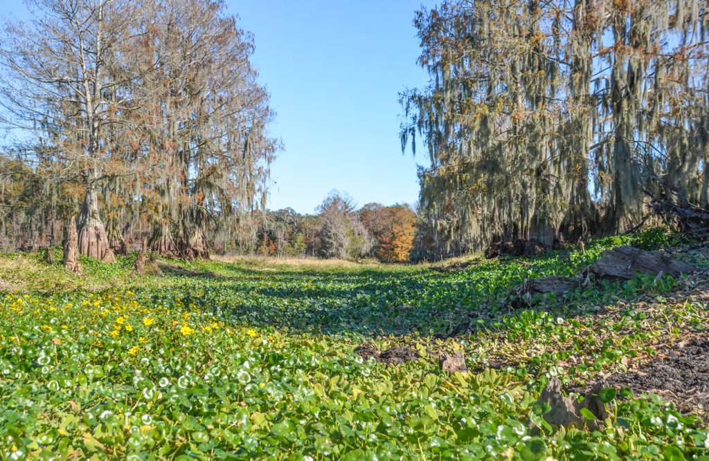 Entrance Mussent Touchit Bayou