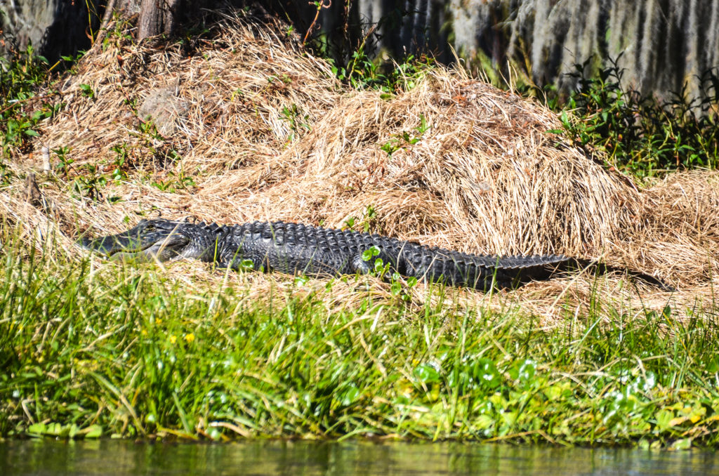 Lazy Ocklawaha Gator