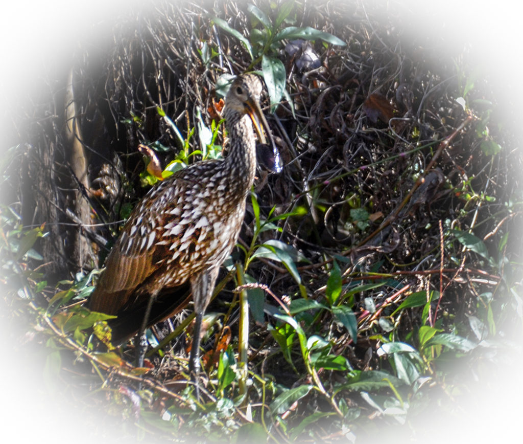 Limpkin with Mussel