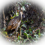 Limpkin with Mussel