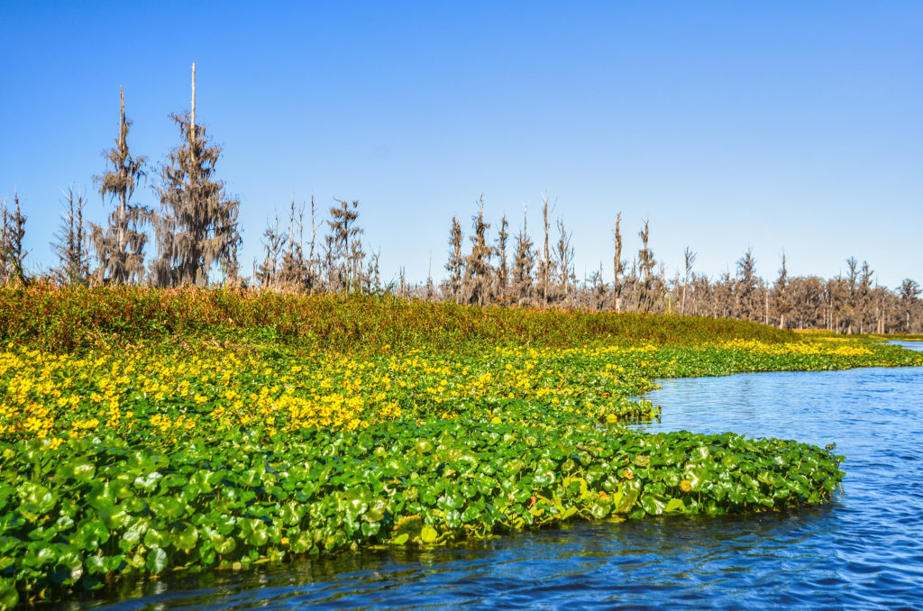 Lower Ocklawaha Landscape