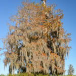 Nest in the Bald Cypress