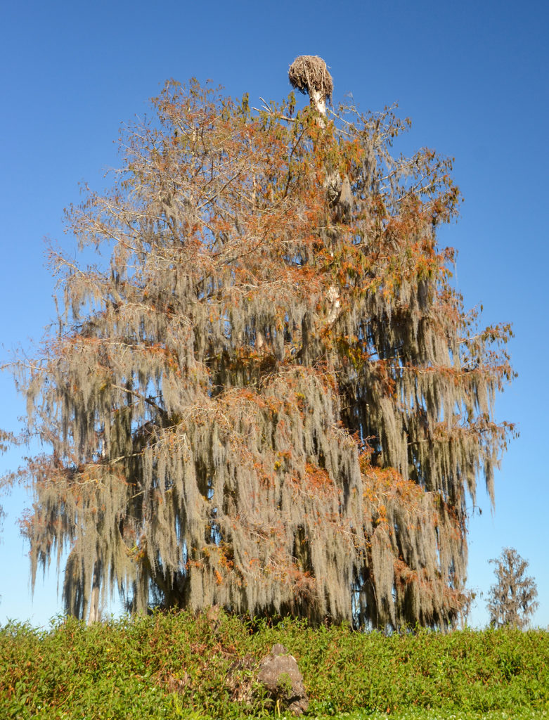 Nest in the Bald Cypress