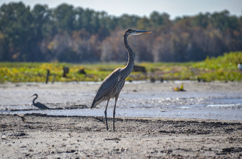 Ocklawaha Blue Heron