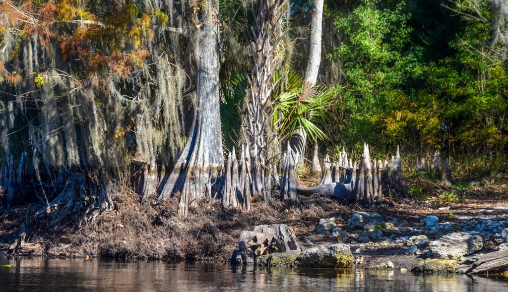 Ocklawaha River Cypress Knees