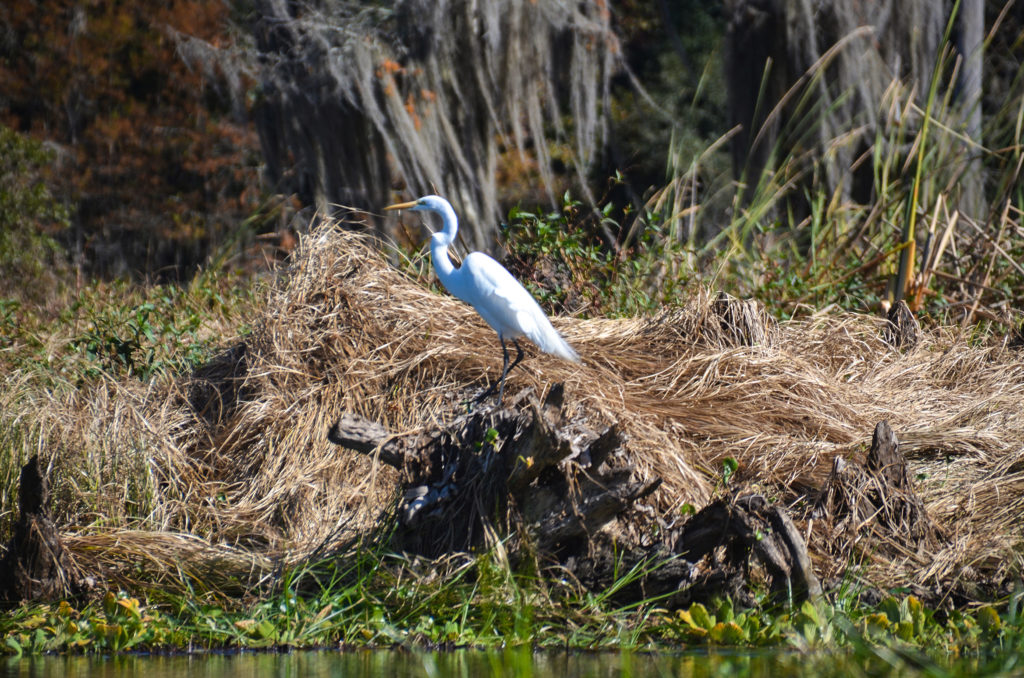 Ocklawaha White Heron