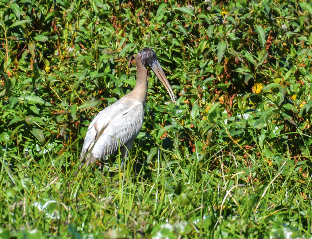 Ocklawaha River Wood Stork