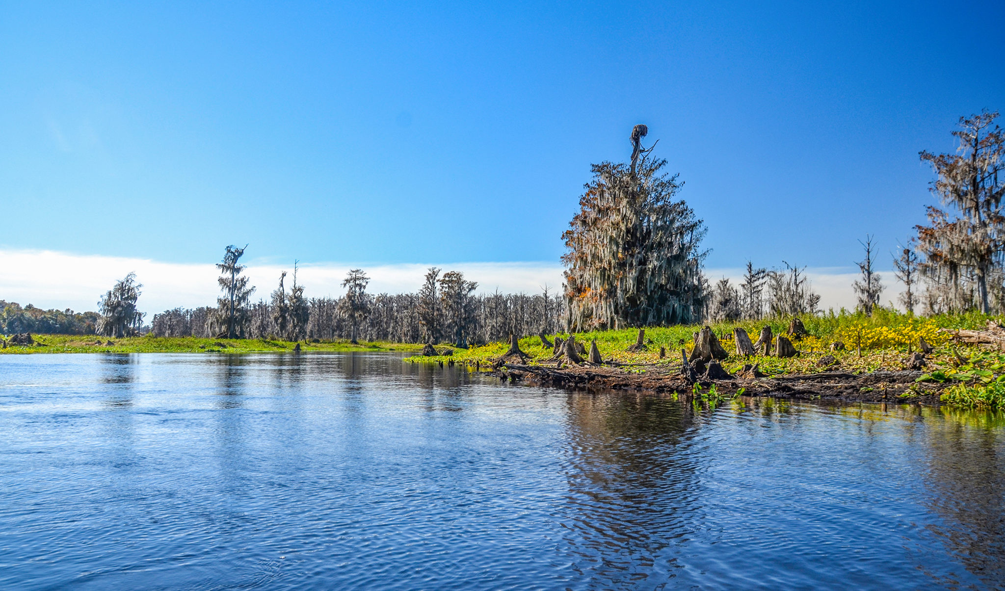 Ocklawaha River Wilderness | Florida Paddle Notes