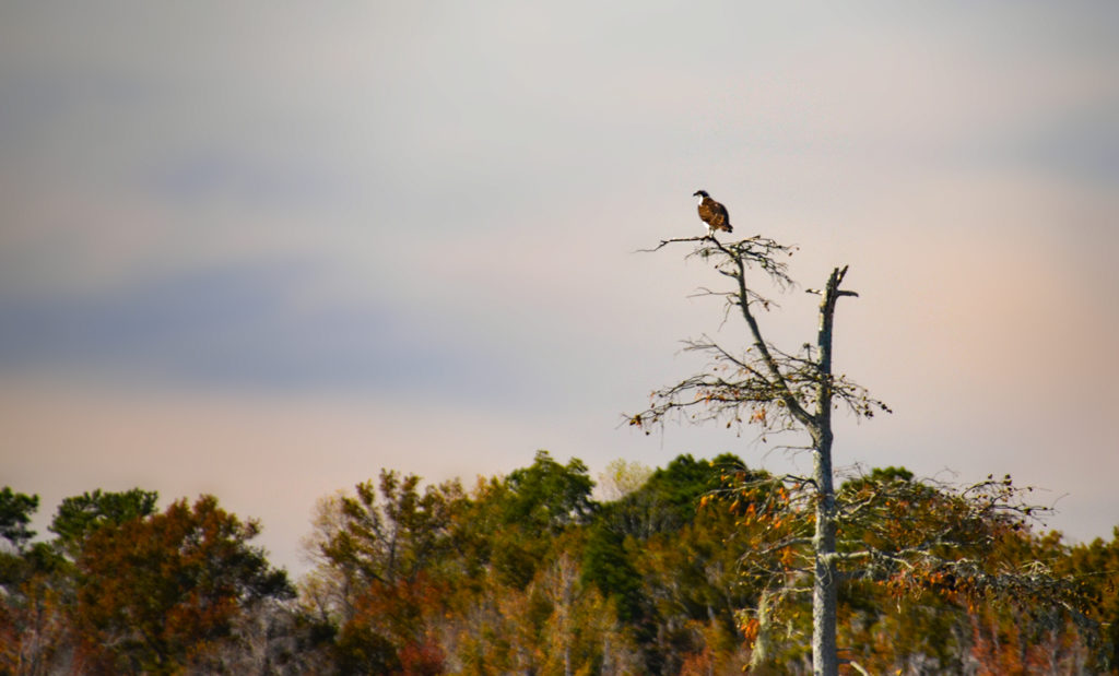 Osprey in Distant Tree