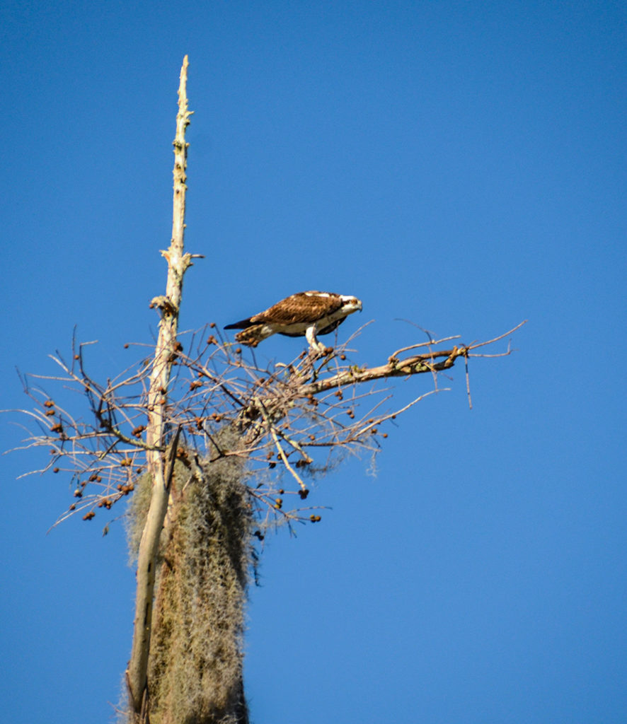 Osprey on Watch over the Ocklawaha