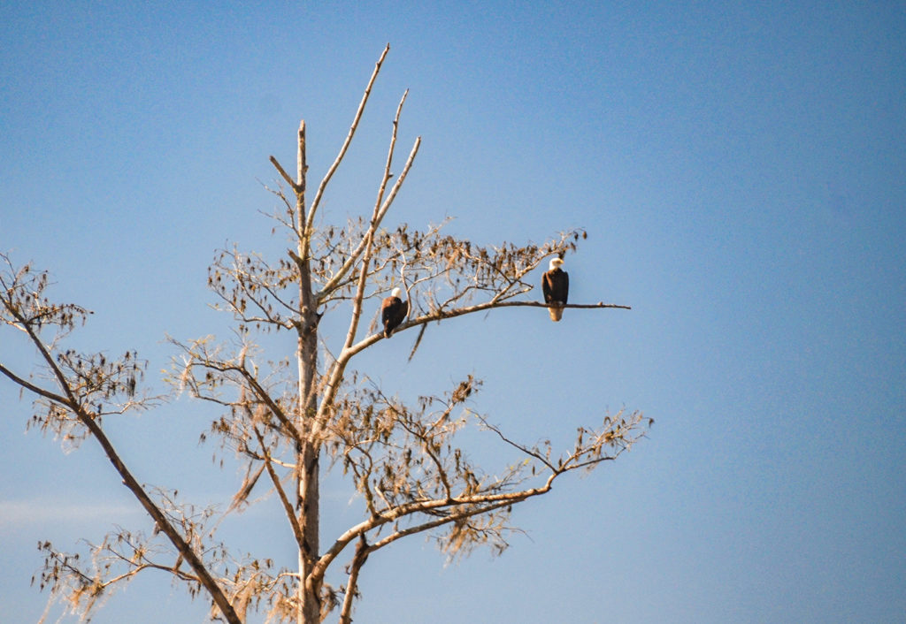 Two Eagles along the Ocklawaha River