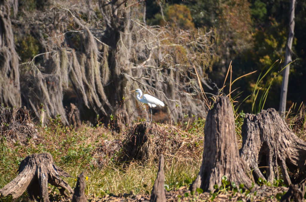 White Heron