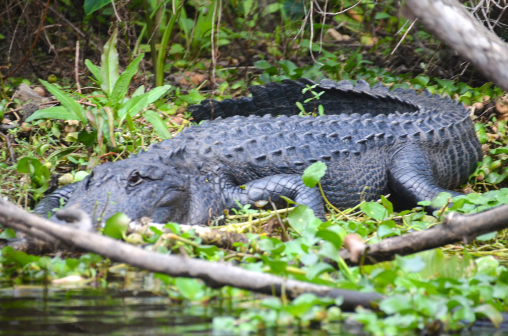 A Wekiva Gator