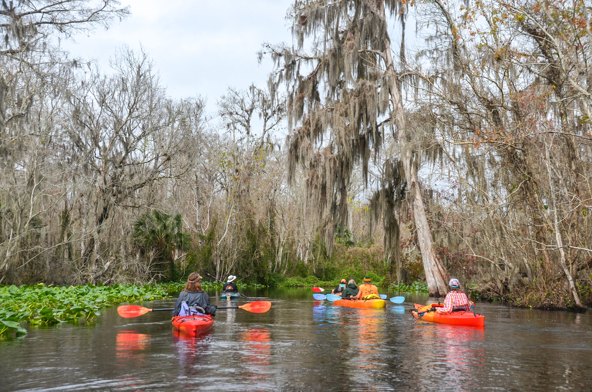 Drifting on the Wekiva River | Florida Paddle Notes