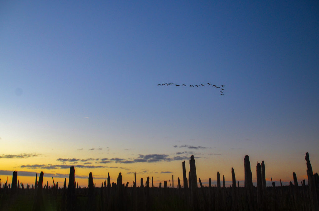 Evening Flight over the Ocklawaha