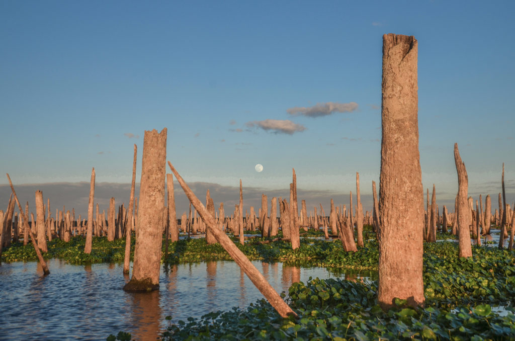 Full Moon Rises at Sunset - Ocklawaha River