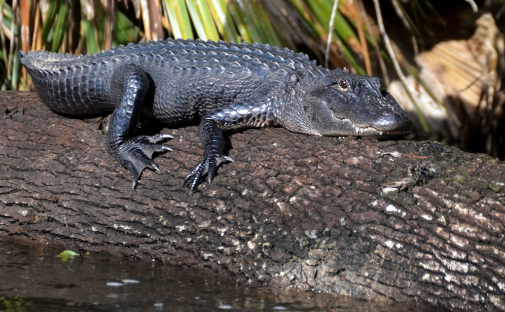 Gator Claws