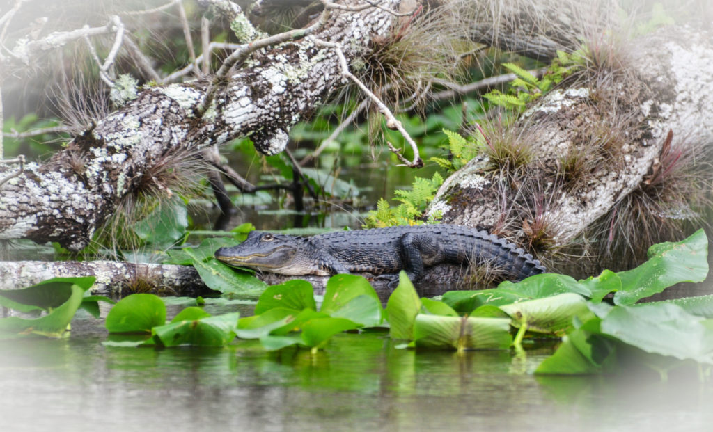 Gator Relaxes on the Ocklawaha River