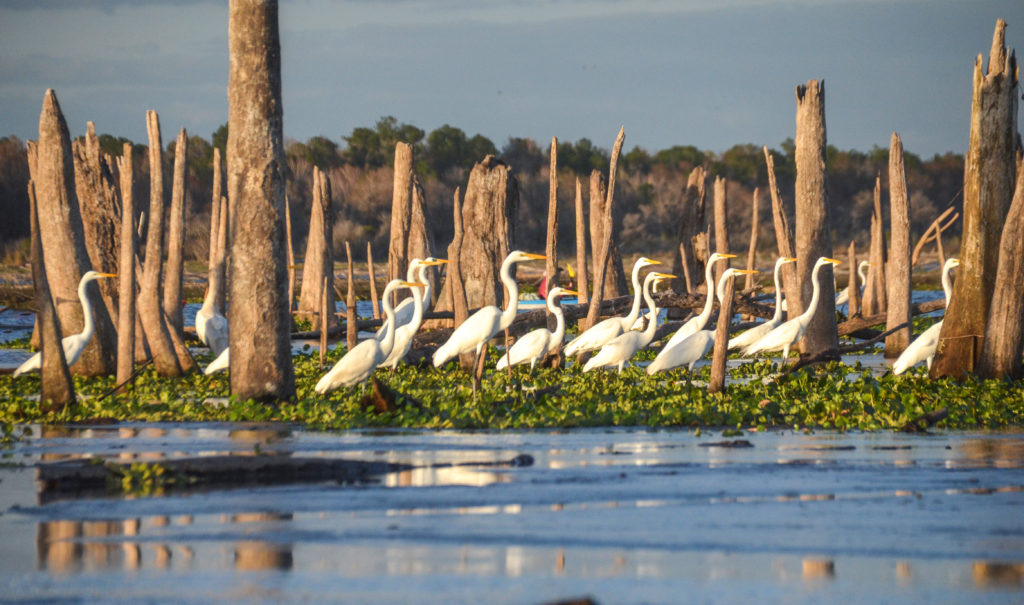 Great Egrets on the Ocklawaha