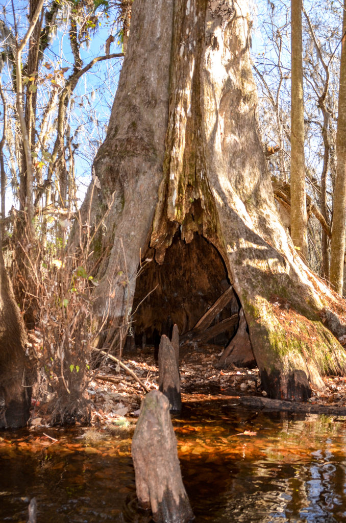 Hollow Cypress Tree - Ocklawaha River